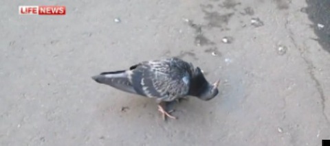 PIGEON-570.jpg