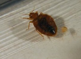 bedbug.jpg