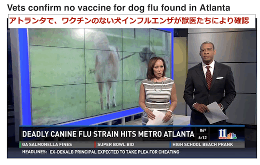 canine-flu-us.gif