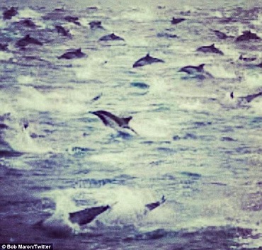 dolphin2.jpg