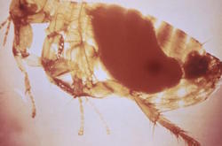 flea-plague.jpg