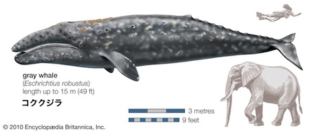 gray-whale.jpg