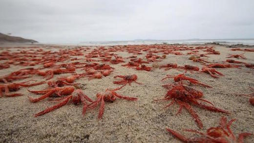 million-lobsters-mass-die-off-tijuana-Baja-California-may-25-2015.jpg