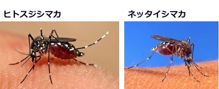 mosquito-02.jpg