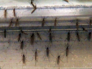 mosquitoes.jpg