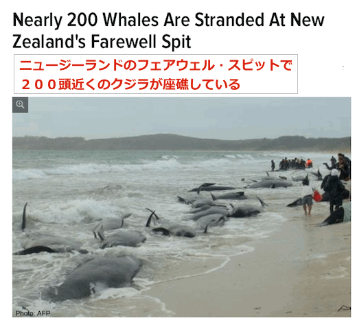 newzea-land-whales.gif