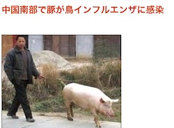 pig-b01.jpg