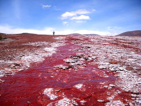 red-chile-top.jpg