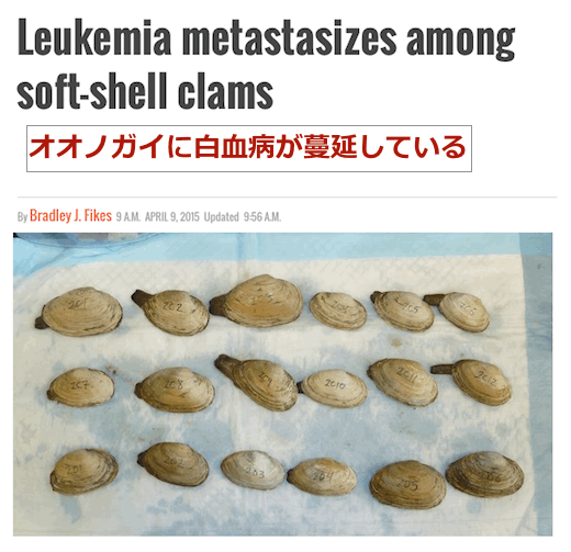 soft-shell-clam.gif