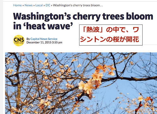 washington-cherry-bloom.gif